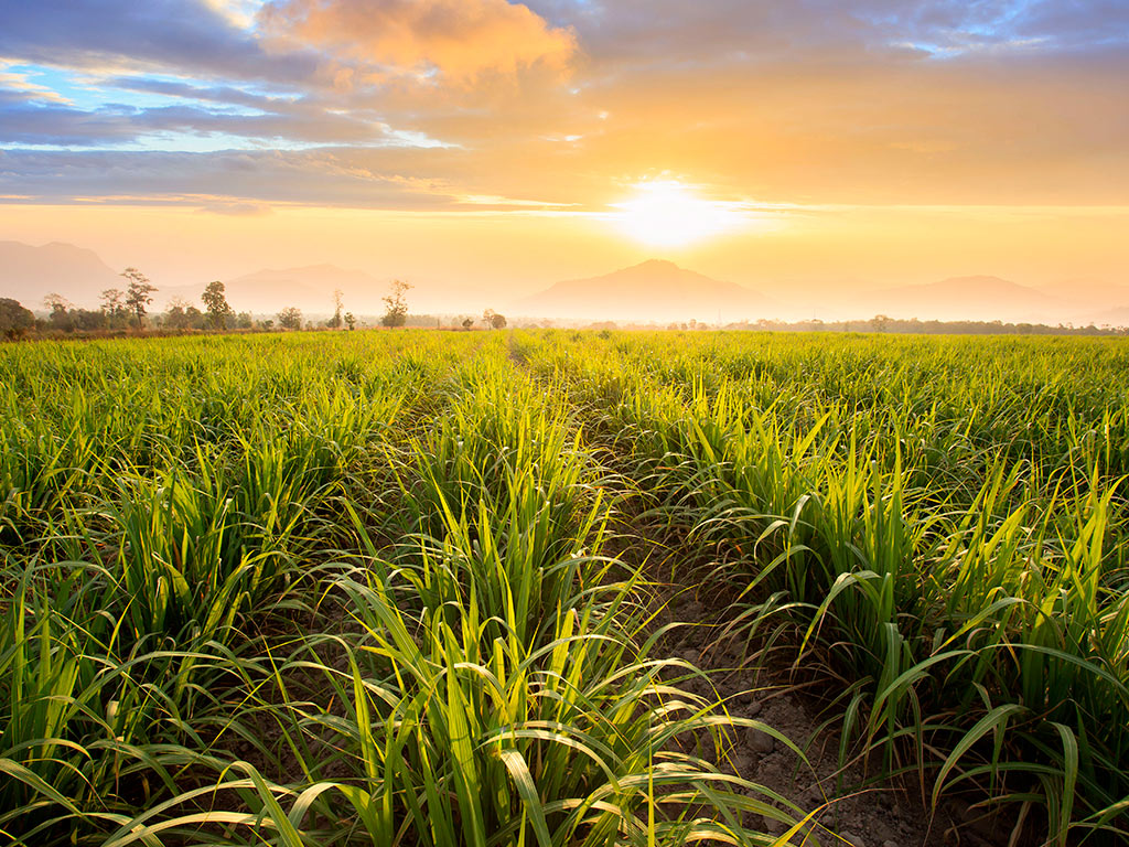 Campo de cultivo - AgroISO Consultoria